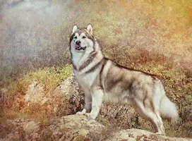 Alaskan Malamute